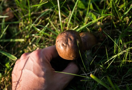 Умер семимесячный мальчик, который отравился грибами на Черниговщине