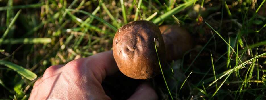 Помер семимісячний хлопчик, який отруївся грибами на Чернігівщині