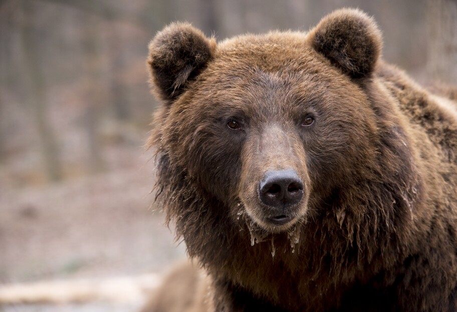 Принц Лихтенштейна застрелил крупнейшего в Европе медведя - фото - фото 1