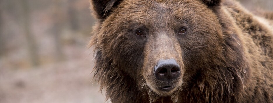 Принца Ліхтенштейну звинувачують у вбивстві найбільшого ведмедя в ЄС (фото)