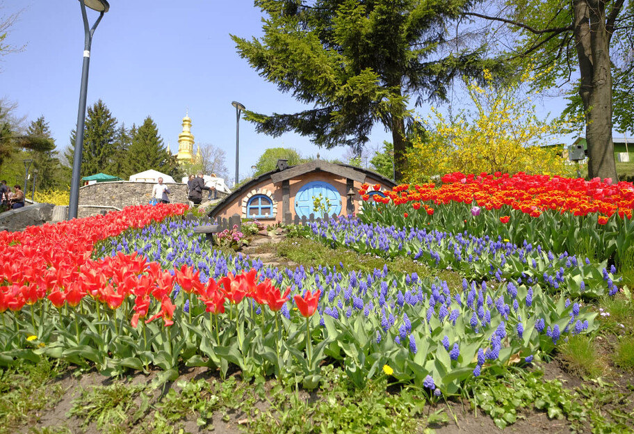 Виставка тюльпанів у Києві відкрилася на Співочому полі - фото - фото 1