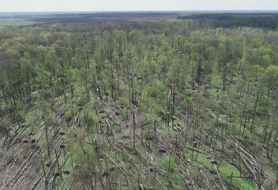 Житомирська область - смерч повалив дерева у лісомисливському господарстві - наслідки - фото 1
