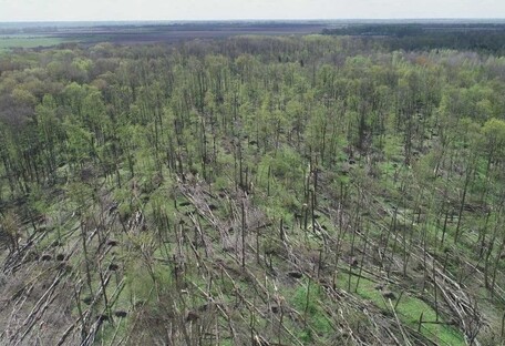 Смерч в Житомирской области уничтожил целый лес: последствия показали с воздуха  