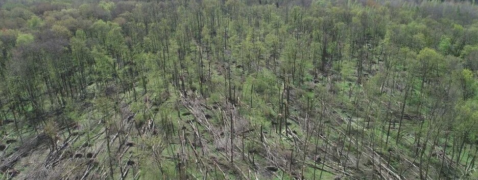 Смерч в Житомирской области уничтожил целый лес: последствия показали с воздуха  