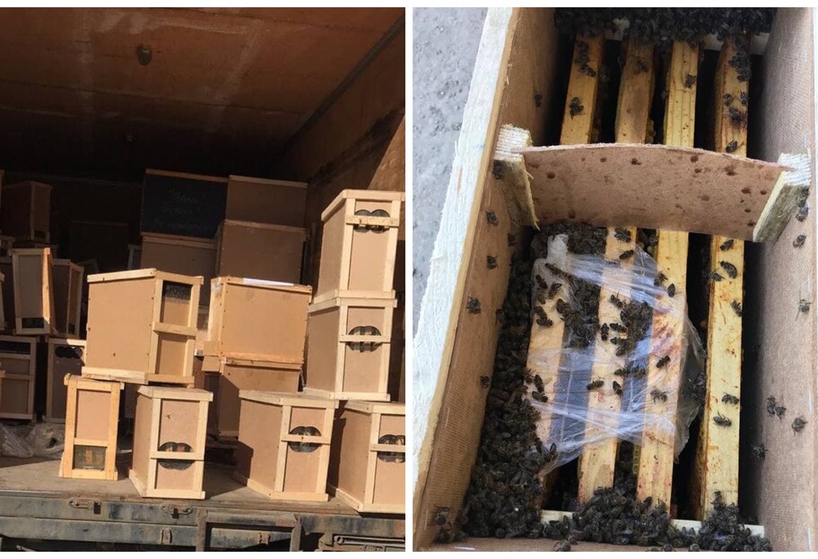 Пчелы погибли в грузовике Укрпочты - фото и подробности инцидента на Закарпатье - фото 1
