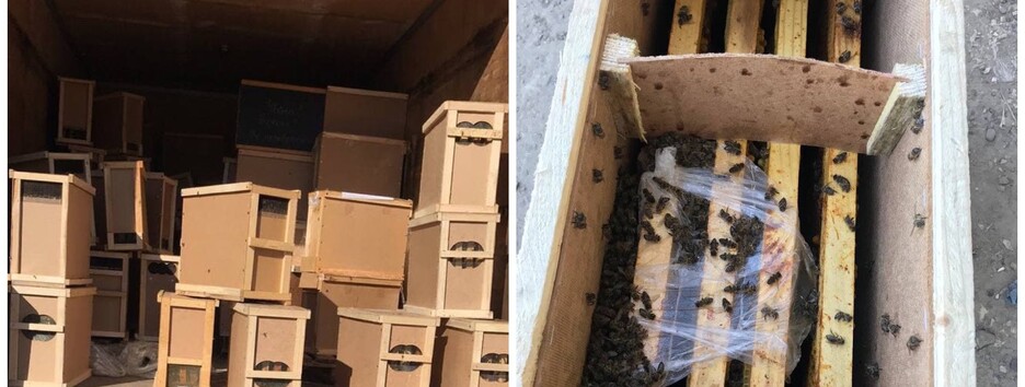 «Укрпошта» везла 8 мільйонів бджіл - всі вони загинули у дорозі (фото)