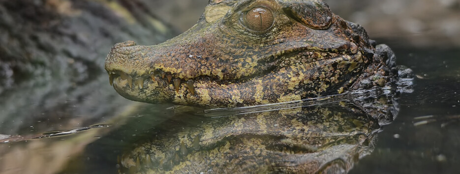 На пляжі курорту в Україні знайшли мертвого крокодила та протитанкову міну (фото)