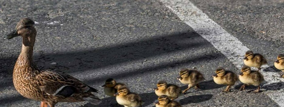 Качка з каченятами вибігла на дорогу у Києві: водій кинувся на допомогу (відео)