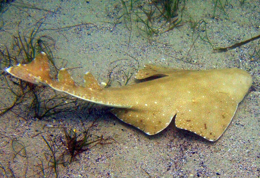 У США на березі знайдено незвичайну істоту, вона виявилася ангельською акулою - фото - фото 1