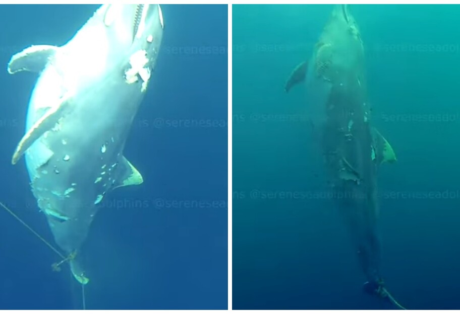 Трупы дельфинов в Крыму нашли привязанными к камням под водой - фото, видео - фото 1