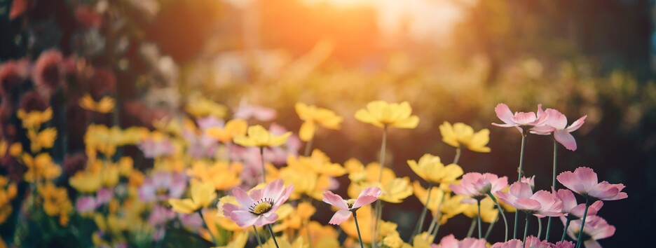 Синоптик порадовала прогнозом на субботу и дала совет киевлянам на воскресенье