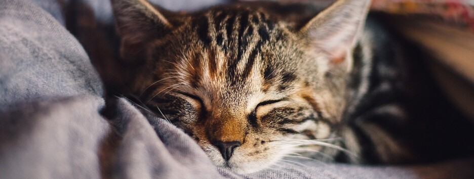 В Киеве пьяный мужчина выбросил из окна кошку с котятами (фото)