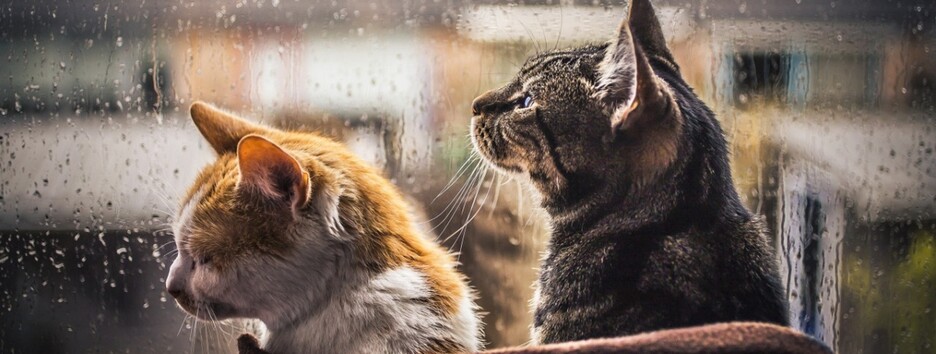 До +7 в Києві: літо в Україні почнеться з різкого похолодання