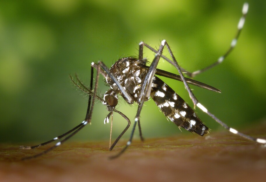 Як позбутися від сверблячки після укусу комара - народні засоби - фото 1