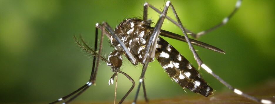 Як зменшити свербіж після укусу комара: топ-5 способів