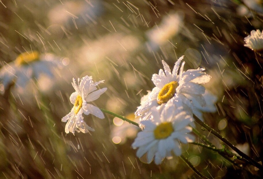 Погода в Україні - літо почнеться з дощів, прогноз з 1 до 4 червня - карта - фото 1