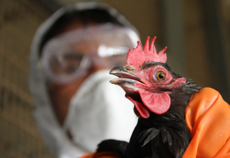Вперше в світі: у Китаї людина заразилася пташиним грипом H10N3