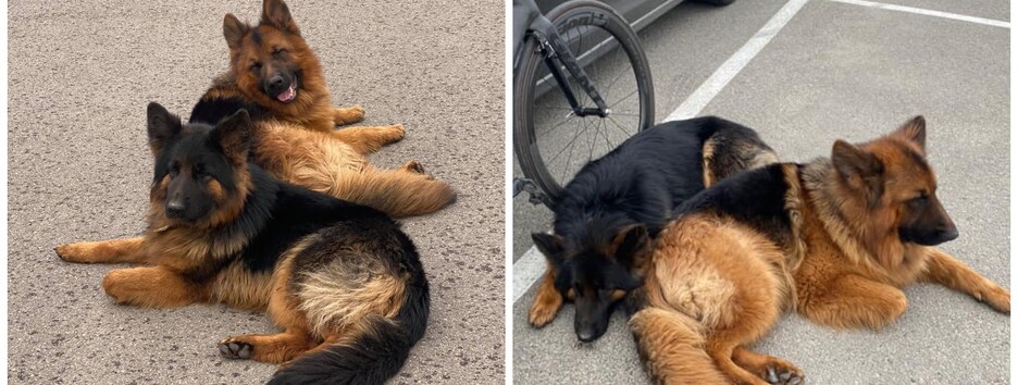 Депутат катався на велосипеді і знайшов під Києвом загублених собак (фото)