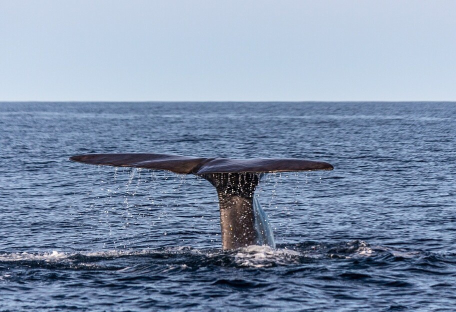 У Ємені рибалки знайшли скарб у туші кита - подробиці  - фото 1