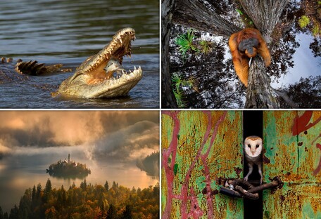Фотографи дикої природи вибрали найкрасивіші знімки року