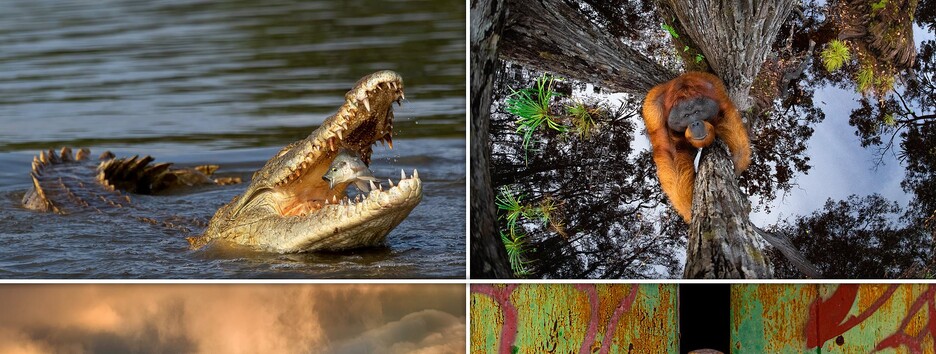 Фотографи дикої природи вибрали найкрасивіші знімки року