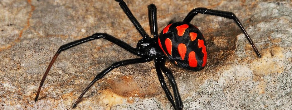 У 15 разів небезпечніший за змію: житель Дніпра опинився у лікарні після укусу павука (фото)