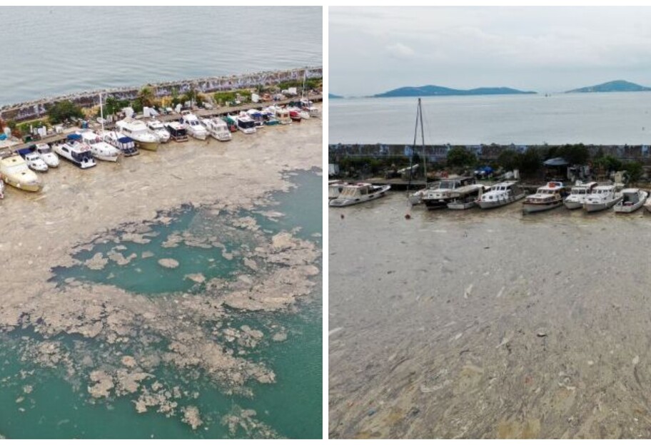 Морський слиз біля берегів Туреччини - морським мешканцям загрожує вимирання - відео - фото 1