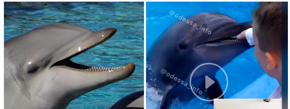 Госпіталізували у лікарню: в Одесі хлопчика вкусив дельфін (відео)