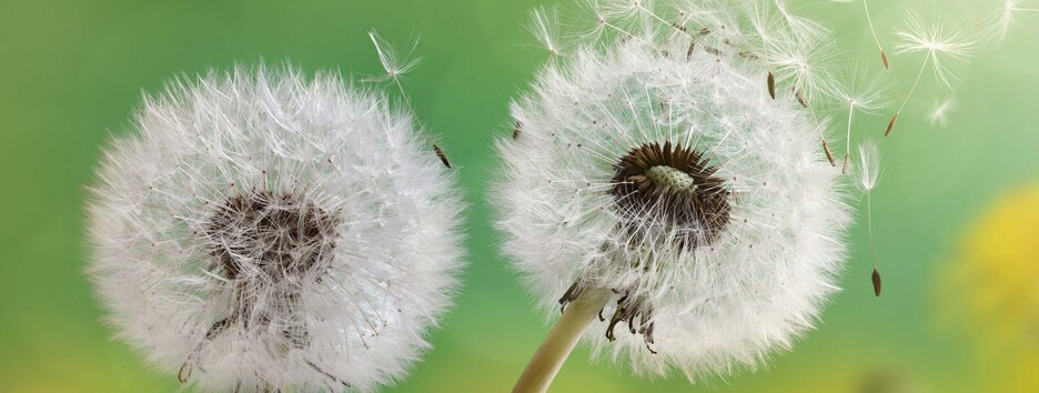 Як відрізнити симптоми сезонної алергії від COVID-19: лікар дав поради