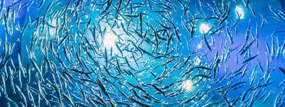 Лікар пояснила, що відбувається з організмом, якщо часто вживати рибу  