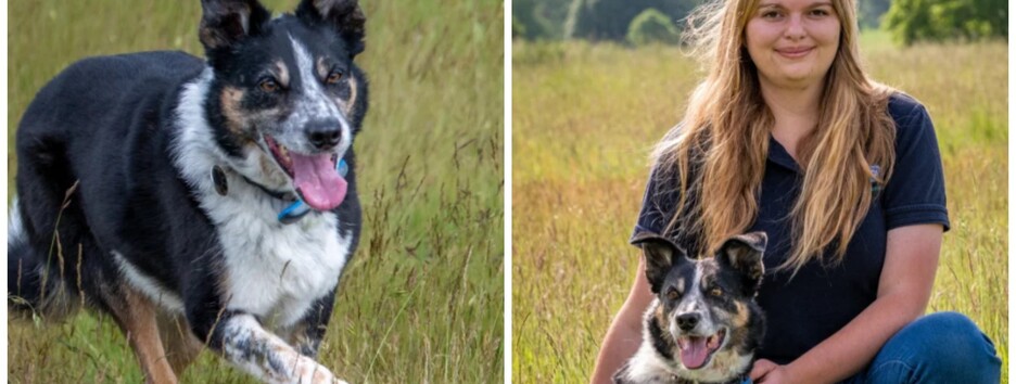 У Британії глуху собаку навчили мови жестів