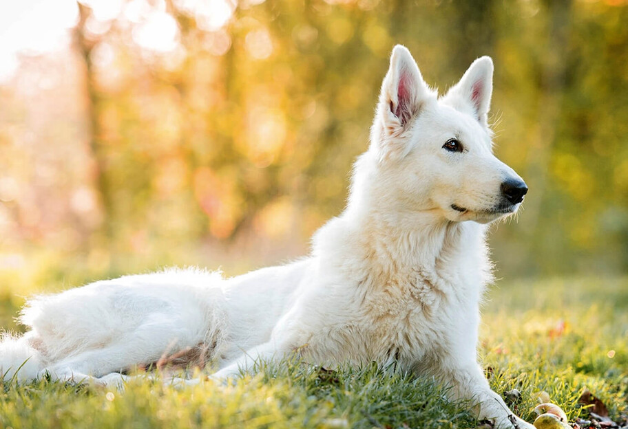 Львовский Хатико - собака под Самбором месяц ждет хозяина - фото - фото 1