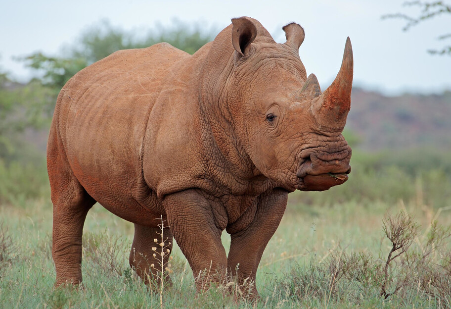 Новий вид носорога - у Китаї виявили останки стародавньої тварини - фото 1