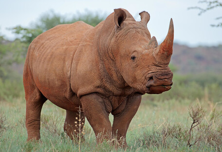 В Китае нашли останки древнего носорога нового вида