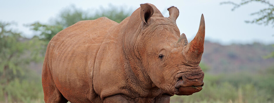 У Китаї знайшли останки стародавнього носорога нового виду