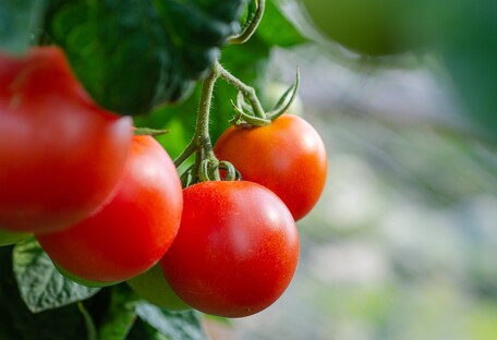 Користь і шкода помідорів: кому не рекомендують вживати томати