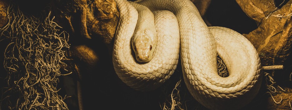 У Харкові пітон проник у квартиру жінки (фото)