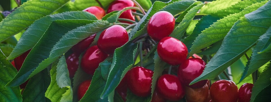 Защищает сосуды и помогает уснуть: диетолог озвучил семь причин, почему надо есть черешню