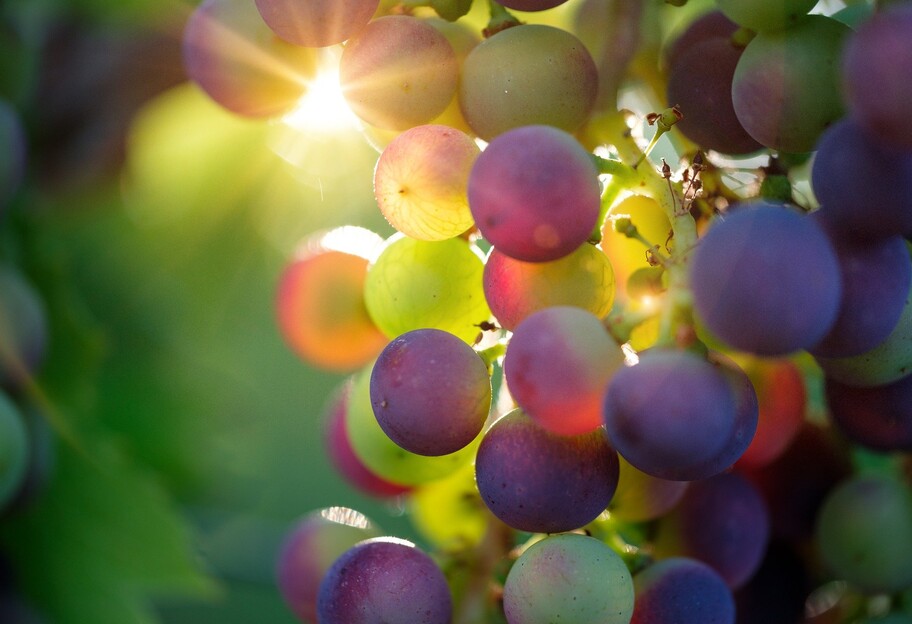 Чим корисний виноград для жінок, чоловіків і дітей - розповідає лікар - фото 1