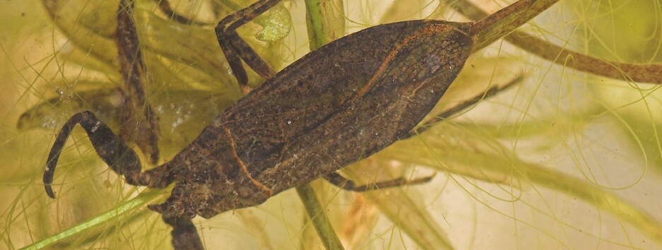 У Києві на пляжі бачили водяного скорпіона: чи безпечно купатися (фото)