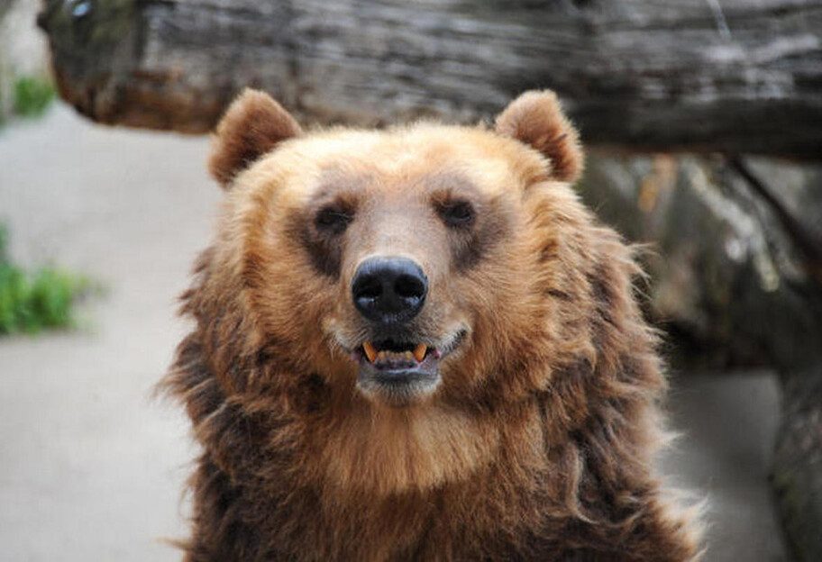 Медведи подрались на дороге в России - видео - фото 1