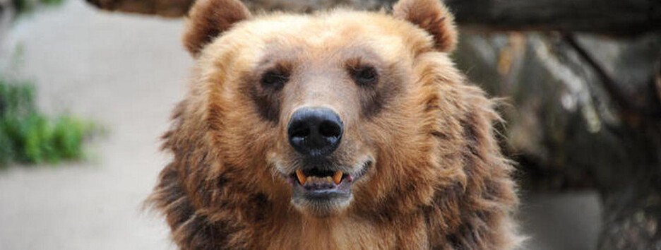 В России водитель снял на видео драку медведей посреди дороги