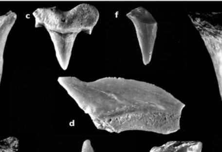 В Иерусалиме обнаружили клад с зубами акул, живших миллионы лет назад (фото)