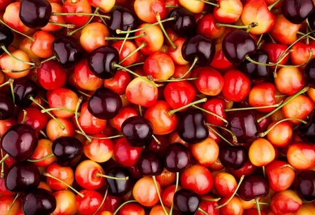 Вишня против черешни: какая из ягод полезнее для организма