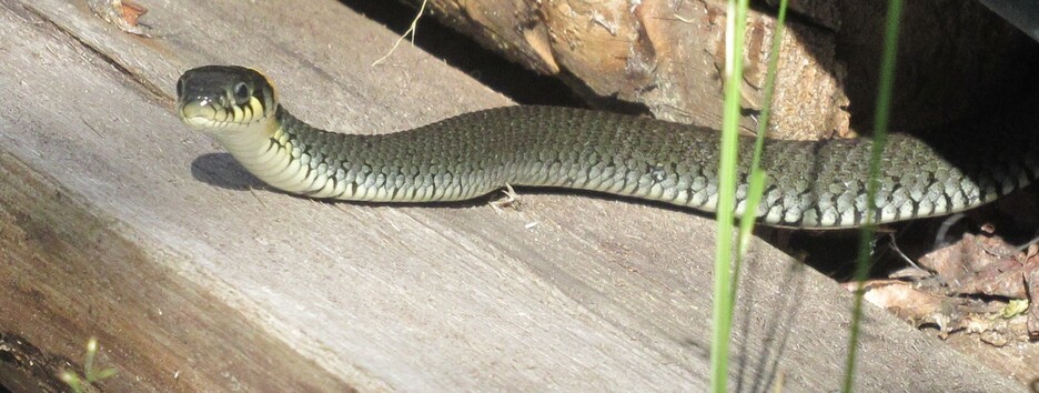 Еще трое детей в реанимации после укусов змей: что должен знать ребенок, чтобы уберечься