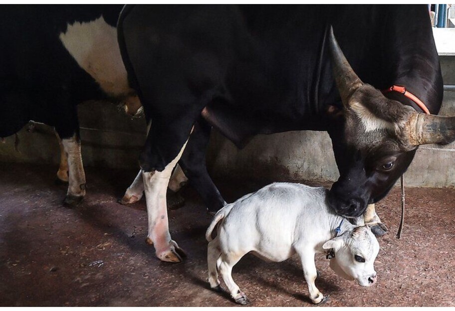 Карликовая корова Рани в Бангладеш - на ферме в Чариграме живет необычное животное - фото - фото 1