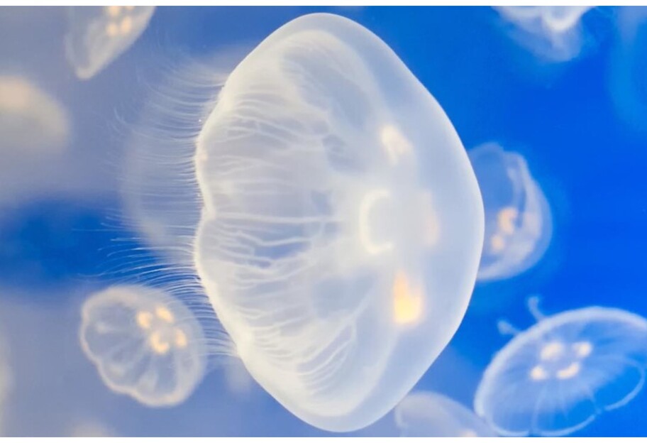 На Азовському морі відпочиваючі виловлюють медуз - фото і відео - фото 1