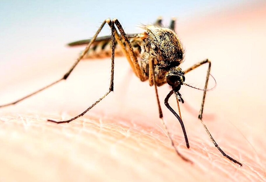 Отдых в Кирилловке 2021 - туристы жалуются на нашествие комаров - видео, фото - фото 1