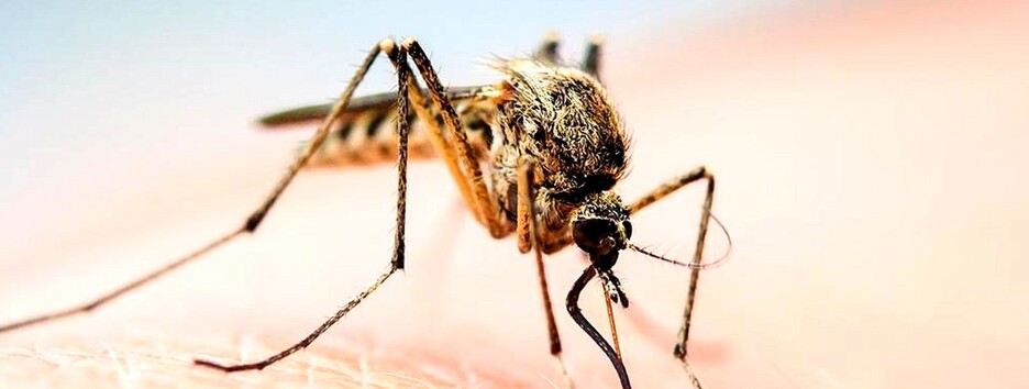 Кусают даже днем: на курортной Кирилловке - нашествие комаров (видео)