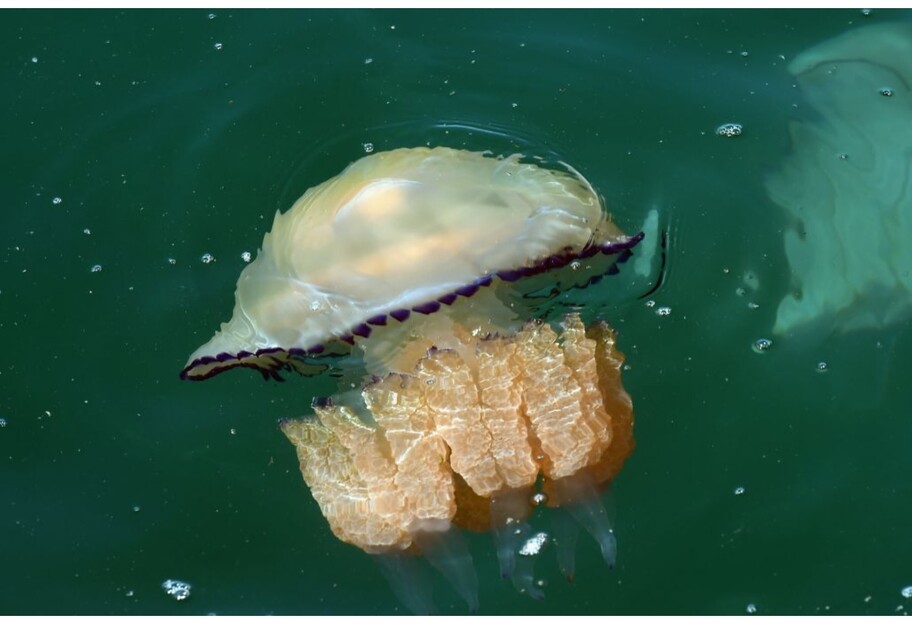 На Азовском море медузы гниют на пляже и воняют - фото и видео - фото 1